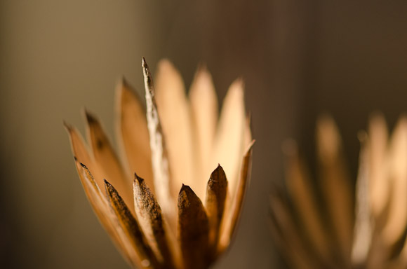 Dried Tulip Tree Flower